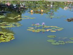 -莲花池公园