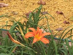 -大兴滨河森林公园