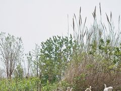 -泗洪洪泽湖湿地景区