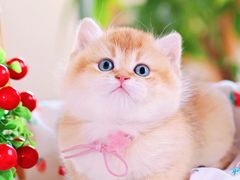 -十年猫舍·猫咪专门店(普陀店)