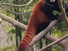 -都江堰中华大熊猫苑