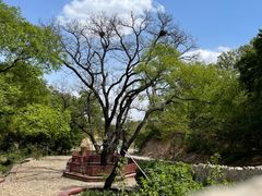 -北京西山国家森林公园