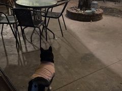 -柴犬高等学院·狗咖·柴犬售卖·宠物训练