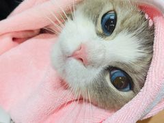 -FAELING PETS美天灵宠物(富力广场店)