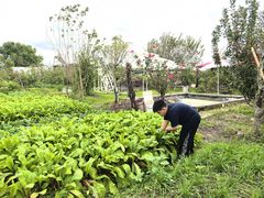 -樂桃源奉贤黄桃种植采摘基地