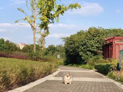 -九里河湿地公园