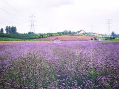 -紫颐香薰山谷景区