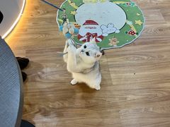 -COLOR PETS 撸猫馆·购猫·猫咖(长风大悦城店)