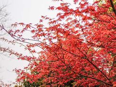 -桃花岛景观公园