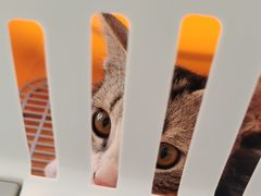 -瑞派宠物医院·犬猫全科·猫友好(宾水西道店)