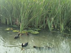 -前关湿地公园