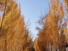 -金塔沙漠胡杨林景区
