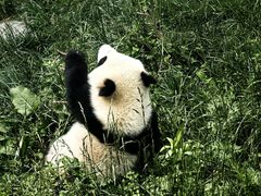 -卧龙中华大熊猫苑神树坪基地