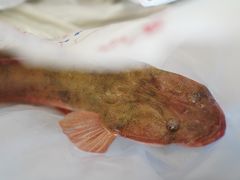 -南沙十九涌渔人码头-南门