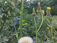 -金谷域澳洲庄园