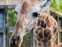 -清迈夜间动物园