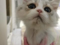 -COLOR PETS 撸猫馆·购猫·猫咖(长风大悦城店)