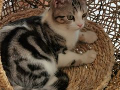 -飞行喵MR PILOT|猫舍·猫咖(静安大融城店)