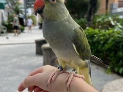 -园圃街雀鸟花园