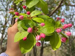 -石家庄市植物园