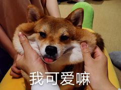 -逗柴咖啡屋·狗咖猫咖宠物桌游
