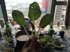 -新苗超市(花城店)