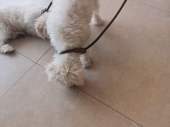 -艾贝尔宠物医院·狂犬免疫点(江山金象城店)