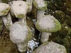 -牛背梁国家森林公园