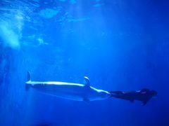 -多彩贵州城极地海洋世界