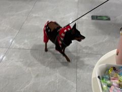 -中农国际动物医院24小时·猫科·骨科·急重症中心