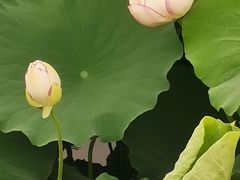 -荷塘月色湿地公园·向阳花洲