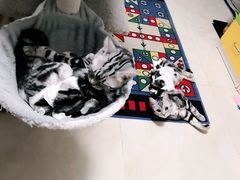 -纳吉亚猫专科动物医院博雅分院