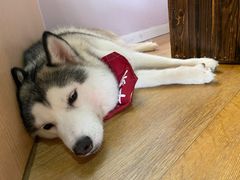 -Husky Go! 哈士奇体验馆·宠物咖啡厅狗咖