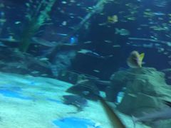 -锦艺城海洋馆