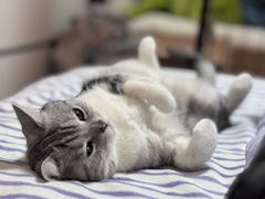 -瑞鹏宠物医院·超声·骨科·奇麟分院(蜀都万达店)