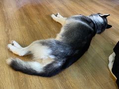 -Husky Go! 哈士奇体验馆·宠物咖啡厅狗咖