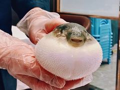 -肆月河豚·新淮扬(金融街店)