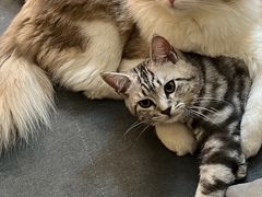 -佳怡动物医院·平价24小时·猫专科骨外科