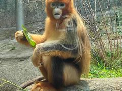 -大连森林动物园