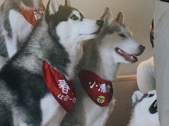 -Husky Go! 哈士奇体验馆·宠物咖啡厅狗咖