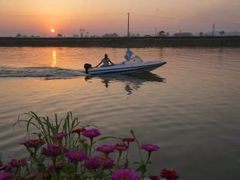 -枫林花海