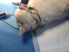-芭比堂动物医院·犬猫全科·异宠专科(雁塔分院)