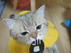 -Meowの猫咖(万家丽店)