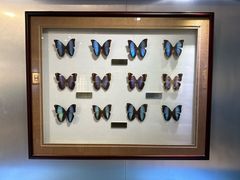 -上海昆虫博物馆