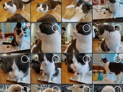 -遇见羊驼·奶狗咖·布偶猫咖·法斗柯基柴犬阿拉斯加(春熙路太古里IFS店)