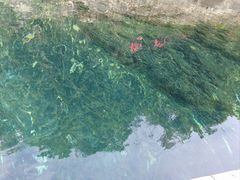 -石台牯牛降景区