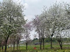 -海珠湖公园