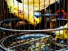 -丽江庭院·云南野生菌·海鲜火锅(鼓楼四合院店)