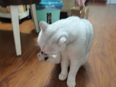 -欣宠猫屋·矮脚拿破仑·蓝金金渐层