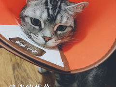 -喜多萌中农锦绣动物医院24H·猫科·牙科MRI·CT
